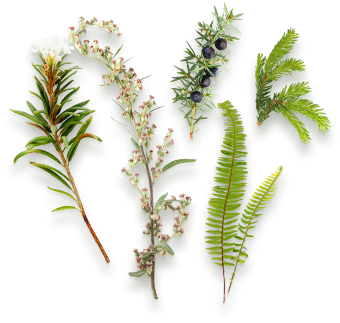 Forager wild-sourced botanicals, juniper berries, Labrador tea, spruce tips, mugwort, and sweet fern.